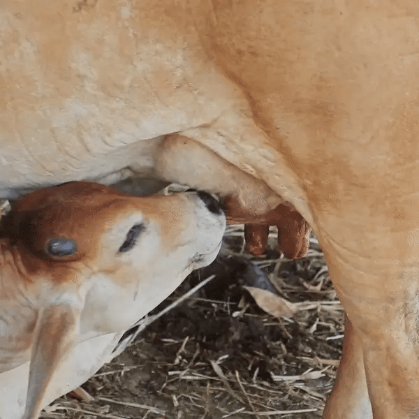 The Calf is Fed
